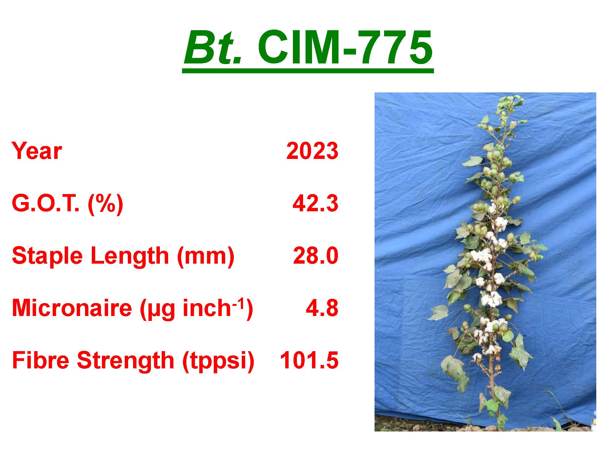 Cotton Varieties